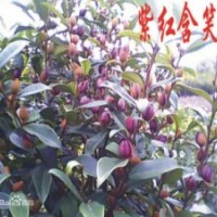 紫花含笑小苗批發(fā)