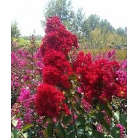 美國紅火箭紫薇小苗批發(fā)