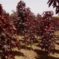 紅葉白蠟樹_價(jià)格0.5元