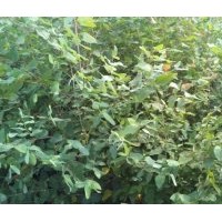 供應(yīng)優(yōu)質(zhì)鄧恩桉小苗，一年生，10公分以上