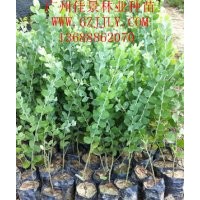 銀葉金合歡營養(yǎng)苗銀葉金合歡小袋苗銀葉金合歡種子供應(yīng)商，優(yōu)惠中