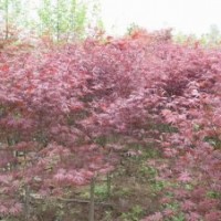 供應(yīng)桂花、八月桂、四季桂、金桂、狀元紅、丹桂