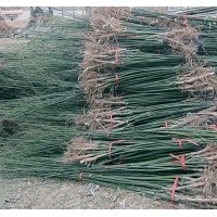 山西國(guó)槐小苗 ，8.9.10公分國(guó)槐