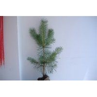 營養(yǎng)缽油松