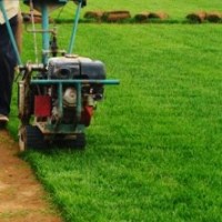 如何防治草坪紅絲病 草坪紅絲病防治方法