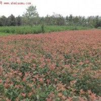 供應30--60公分高紅葉石楠0.7元