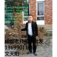 大量供應(yīng)四川櫻花條子|四川紅楓條子|四川紫薇條子|四川紅梅條子