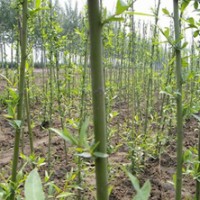 美國(guó)竹柳 國(guó)家林業(yè)局948項(xiàng)目竹柳基地