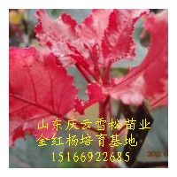 金紅楊特點及金紅楊開發(fā)前景