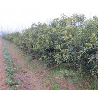 長(zhǎng)期大量供應(yīng)各種規(guī)格香泡苗