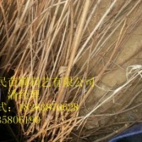 供應(yīng)山東黃櫨 當(dāng)年黃櫨苗 0.6-2公分黃櫨