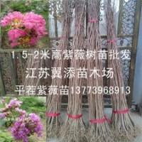 2米高紫薇樹苗批發(fā)二年生平茬紫薇苗價(jià)格