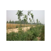 浙江供應(yīng)山東速生楊山東臻樟園林15806969666-山東白蠟山東合歡