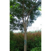 8公分國(guó)槐10公分國(guó)槐12公分國(guó)槐