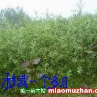 江蘇徐州供應優(yōu)質竹柳苗楊樹苗