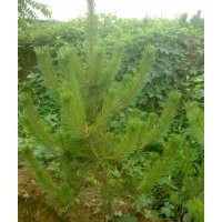 大量供應(yīng)一米高黑松容器苗 價格1元 保證質(zhì)量
