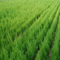 大量供應(yīng)蜀檜、龍柏、