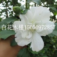 經(jīng)濟價值較高白花重瓣木槿苗批發(fā)1-3公分粗木槿花苗大量批發(fā)