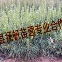 供應(yīng)20-50公分營養(yǎng)杯華山松小苗，華山松小苗價格，山西華山松價
