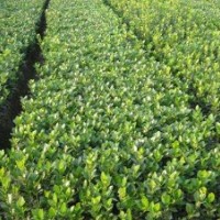 3萬棵50-80cm衛(wèi)矛