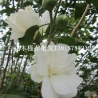 白色重瓣雞肉花樹苗產(chǎn)量高經(jīng)濟效益好