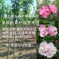 江蘇2公分粗白花木槿樹苗紅花木槿苗