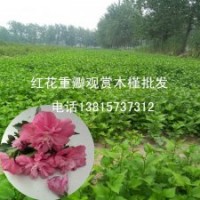 韓國(guó)國(guó)花木槿花樹(shù)苗木槿花苗木槿苗