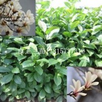 白玉蘭基地直銷耐寒觀花大喬木白玉蘭樹(shù)苗