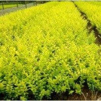 運城金葉女貞苗