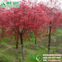 日本紅楓 紅絲帶 日本紅楓樹苗 理想園林景觀樹苗