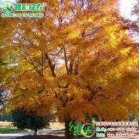 正宗日本紅楓樹苗赤金楓 赤金楓小苗供應(yīng) 紅楓樹苗價格|信息