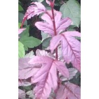 皇家雨點(diǎn)，紫色王子，接穂。