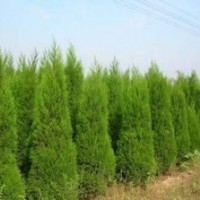 蜀檜_蜀檜價格_蜀檜批發(fā)廠家