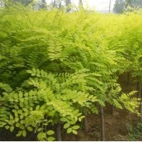 金枝槐價格_金枝槐小苗批發(fā)價