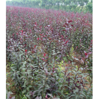 大量供應(yīng)當(dāng)年紫葉矮櫻