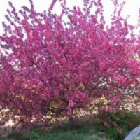 鉆石海棠、二年生鉆石海棠苗