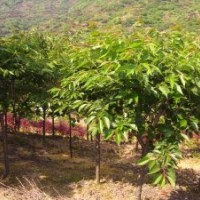 供應(yīng)青島櫻花苗木櫻花