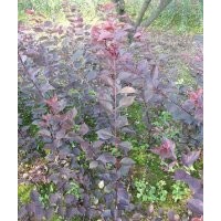 常年出售供應(yīng)大量紅梅小苗