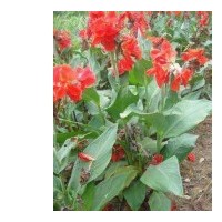 廣西美人蕉，紅花美人蕉，紫葉美人蕉供應(yīng)