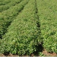 江西紫薇小苗比較多，杜英芽苗數(shù)量，香樟小苗基地，紅豆杉大小苗