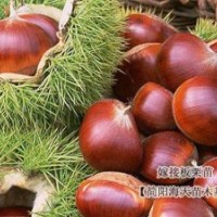 優(yōu)質(zhì)板栗苗、大果板栗樹苗