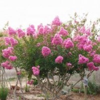 供應(yīng)樹姿優(yōu)美，樹干光滑潔凈的山東百日紅小苗