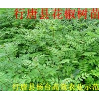 小花椒苗價格0.15元