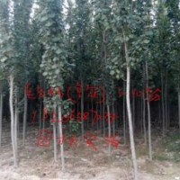 山東毛白楊1-40cm