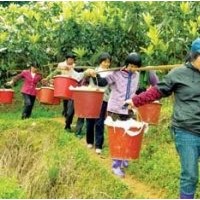 福建哪里有種植枇杷|福建--枇杷種植基地|福建枇杷種植基地