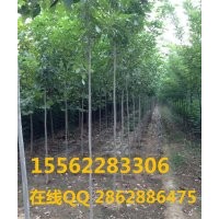 白臘小苗 白臘 規(guī)模種植 山東濟(jì)寧保國(guó)園林