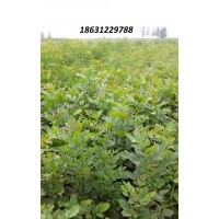 供應(yīng)白蠟苗，皂角苗