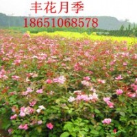 三年生豐花月季批發(fā)行情，賣(mài)豐花月季，豐花月季價(jià)格