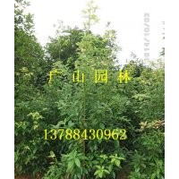 大量供應(yīng)金絲楠木苗、紅豆杉苗、桂花苗、竹柏苗、銀杏苗