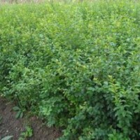 2014秋季苗圃地供應(yīng)大量小葉女貞及其造型，價格便宜，歡迎客戶來